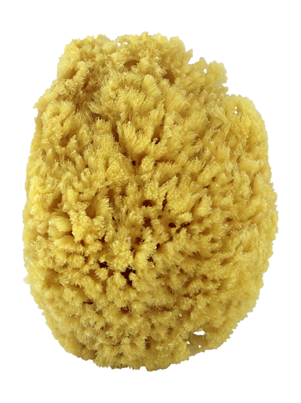 "Natural Sea Sponge. Yellow Sponge 4""- 4.5""."