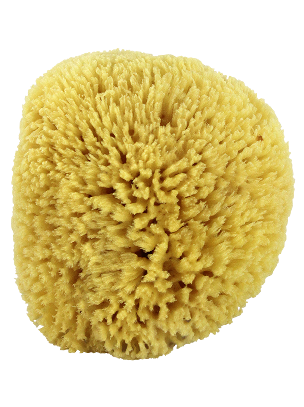 "Natural Sea Sponge. Yellow Sponge 5""-6""."