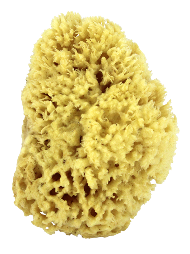 "Sea Wool Natural Bath Sponge 5"""