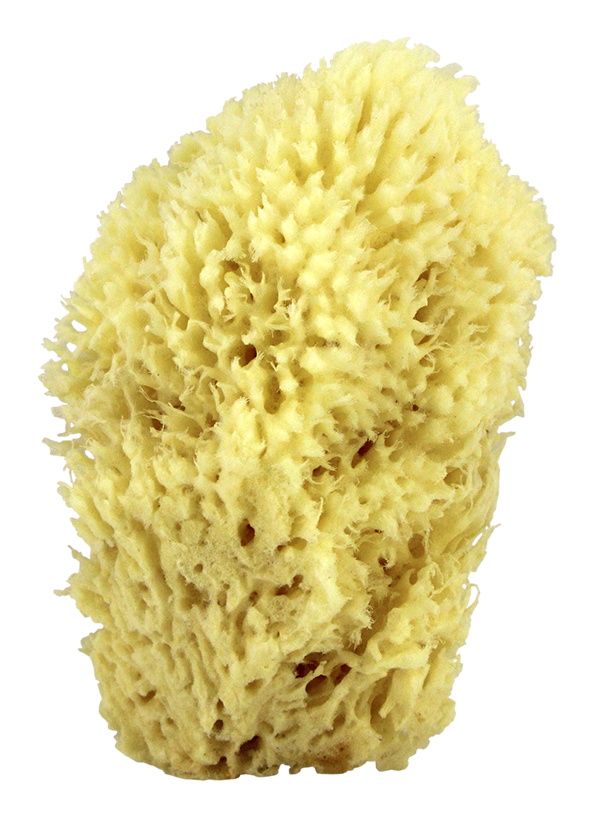 "Sea Wool Natural Bath Sponge 6"""
